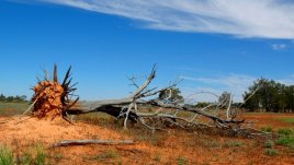 Мисъл на деня