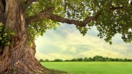 Какво означава, ако сънуваш дърво? 