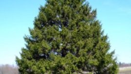 Елате и мислете в зелено на екофестивал в Копривщица