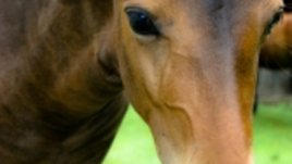 Китайският хороскоп: зодия Кон