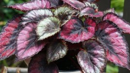 Царска бегония – една от най-красивите 