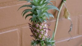 Как да си отглеждаме ананас-джудже?