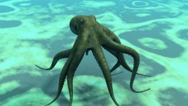 Знаете ли, че... октоподите нямат 8 крака?