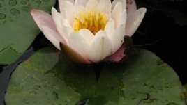 Важни умения за съвременната жена