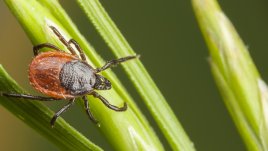 3 растения, които прогонват кърлежи и бълхи от градината 