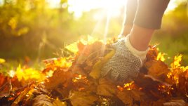 Как да зазимите градината?