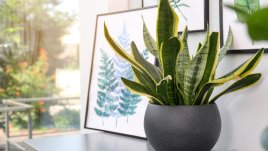5 цветя, които са задължителни за всеки дом