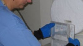 Стволовите клетки