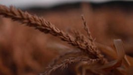 Масло от пшеничен зародиш заличава стриите