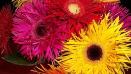 Хрумвало ли ви е да отглеждате гербер у дома? 