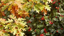 За какво са полезни дренките?