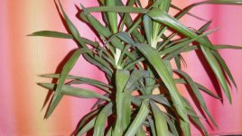 Полезните свойства на юката 