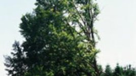 Десетте стъпки за запазването на българската гора