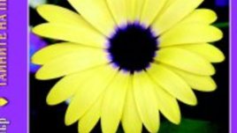 Тайните на привличането – Сандра Ан Тейлър