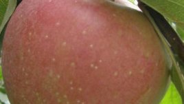 Хранене след секцио