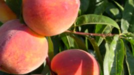 Прасковите – плодът на дълголетието