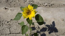 Седем причини, които ни правят нещастни