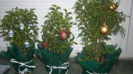 Как да подарите щастливи цветя за Коледа?