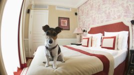 Какви тапети да изберем за ремонта?