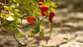 Шипките облекчават неразположенията при остеоартрит