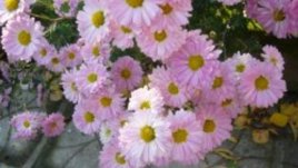 Хризантемата – символ на щастие и на тъга