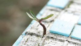 Мисъл на деня... за решенията на проблемите