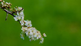 Притча за ехото 