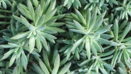 Граптоверия – как да отглеждаме нежния сукулент 