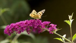 Най-ароматните парфюми на природата