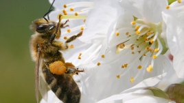 Пчелният прашец помага за зачеване и при проблеми с простатата
