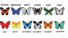 Пеперуди според месеца на раждане разкриват личността