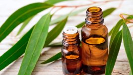 Ползи от маслото от евкалипт 