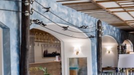 Бяла лястовица, забелязана близо до Банско