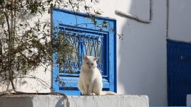 Какво означава, ако срещнете бяла котка?