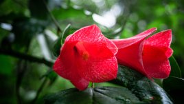 Лапагерия – растение с нежни висящи цветове 