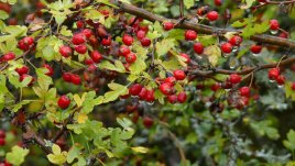 Глог за здрави нерви и сърдечни проблеми