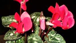 Цикламата – нежното ухо на девица