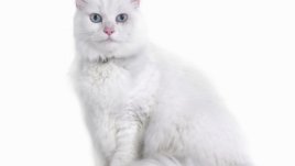 Как котките лекуват?