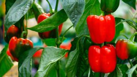 Как да ускорите растежа на чушките за добра реколта