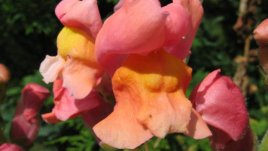 Антиринум или още любимото градинско кученце