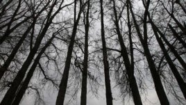 От изсичане и презастрояване на Витоша се притесняват еколози