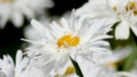 Каквито цветя харесваш - такава си