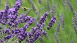 Рецепта за домашен екодезинфектант