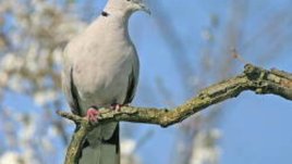 Птицата на любовта е в топ 3 на конкурса за символ на София
