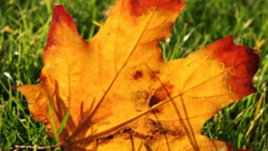 Есенно утро