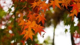 Спасителят Боби