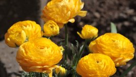 Азиатско лютиче - пухкаво и цветно