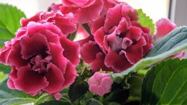 Как да отглеждате каменно цвете вкъщи 