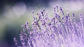 Мисъл на деня за... света край нас