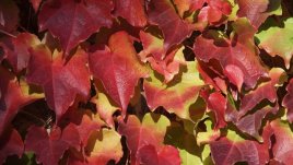 Сезон-спокойствие и мъничко тъга